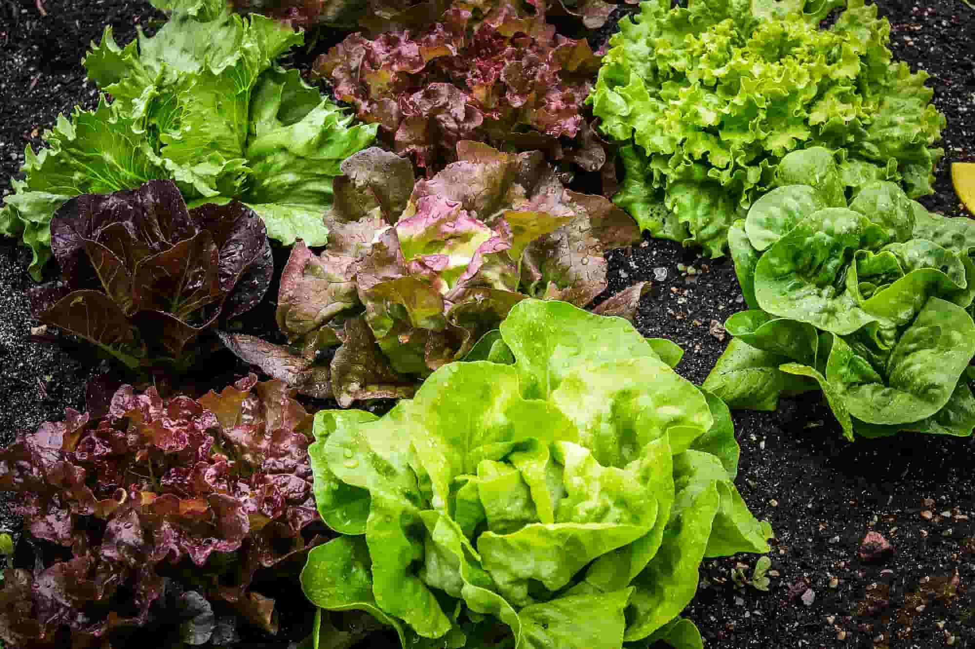 Salads: buyer's guide