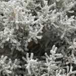 How to prune santolina?