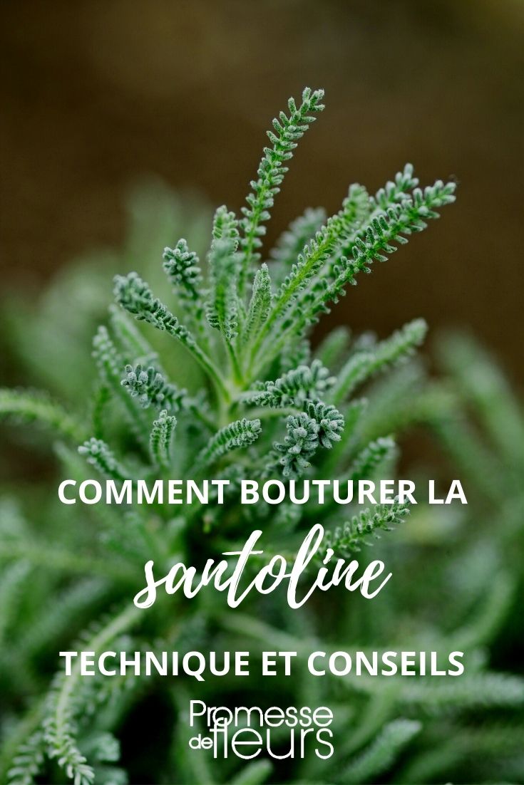 cutting of Santolina