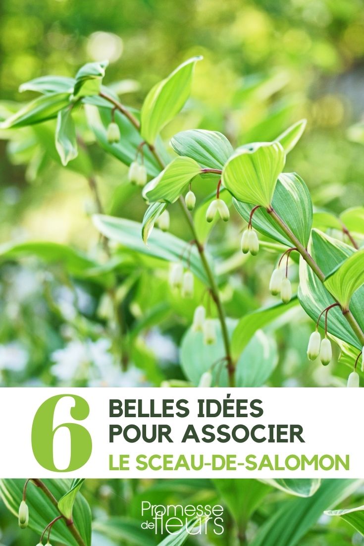 Solomon's Seal: Plant Pairing Ideas