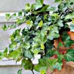 Potted plants: what is top-dressing?