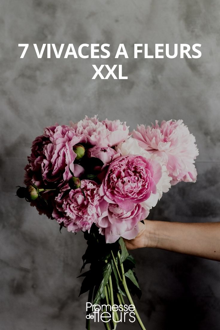 perennials with large flowers