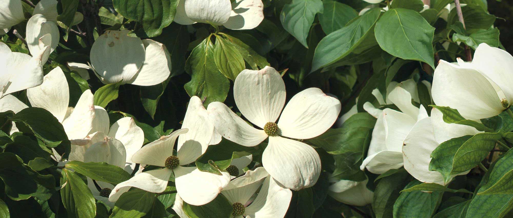 10 XXL flower bushes