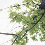 How to prune a tree?