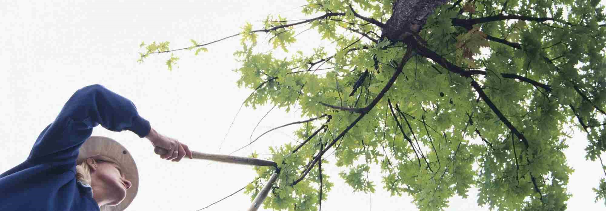 How to prune a tree?