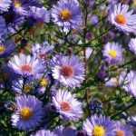 How to Stake an Aster? Techniques and Advice