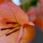 To grow a bougainvillea in a pot
