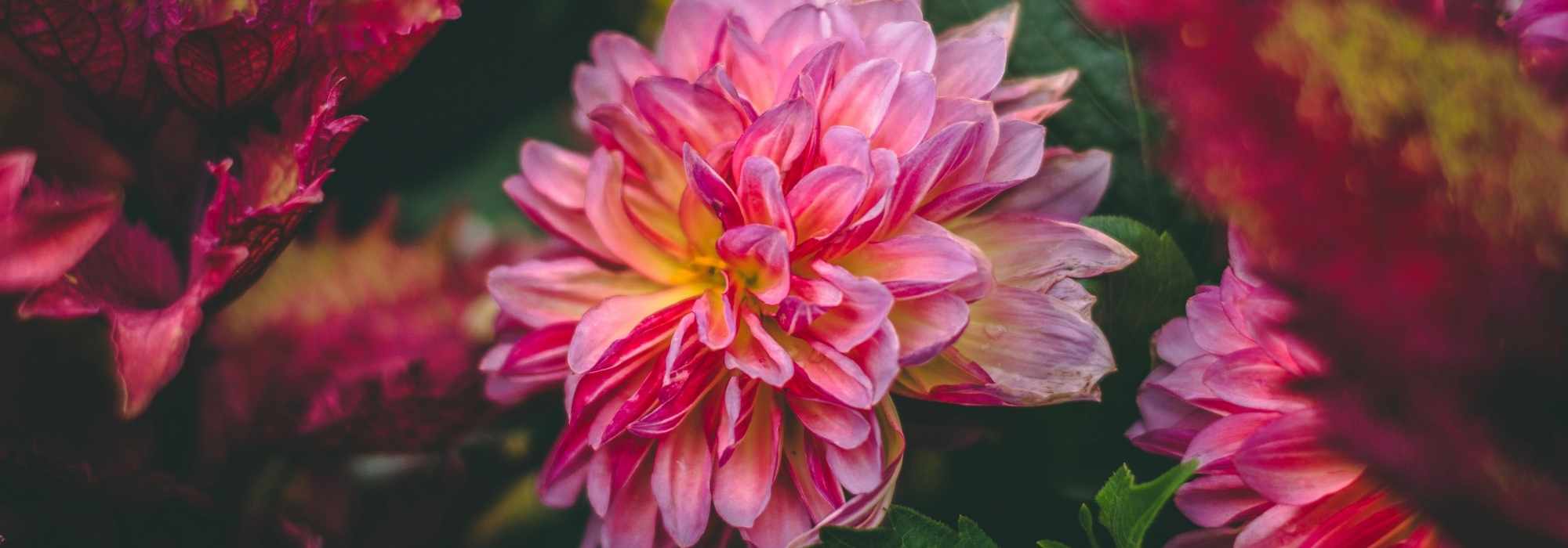 To grow a dahlia in a pot