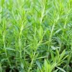 How to grow tarragon in a pot?