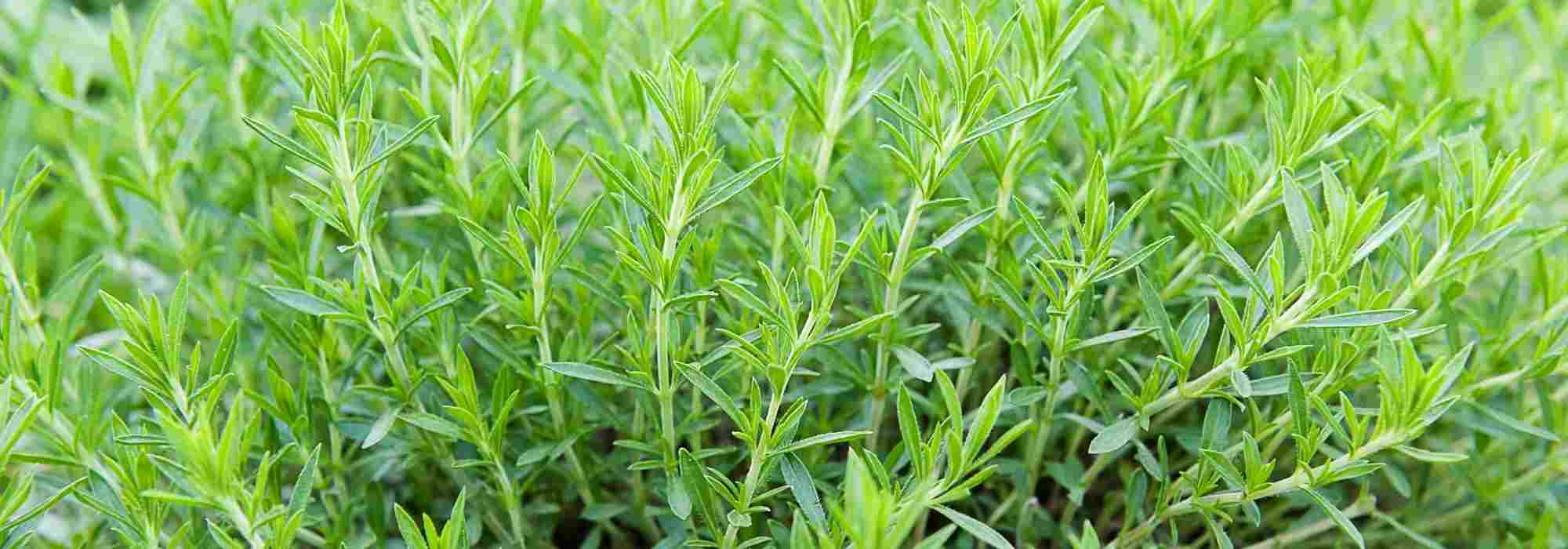 How to grow tarragon in a pot?
