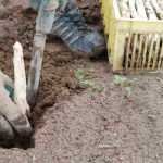 What is an asparagus gouge used for?