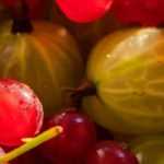 How to choose your currant bush: buying guide