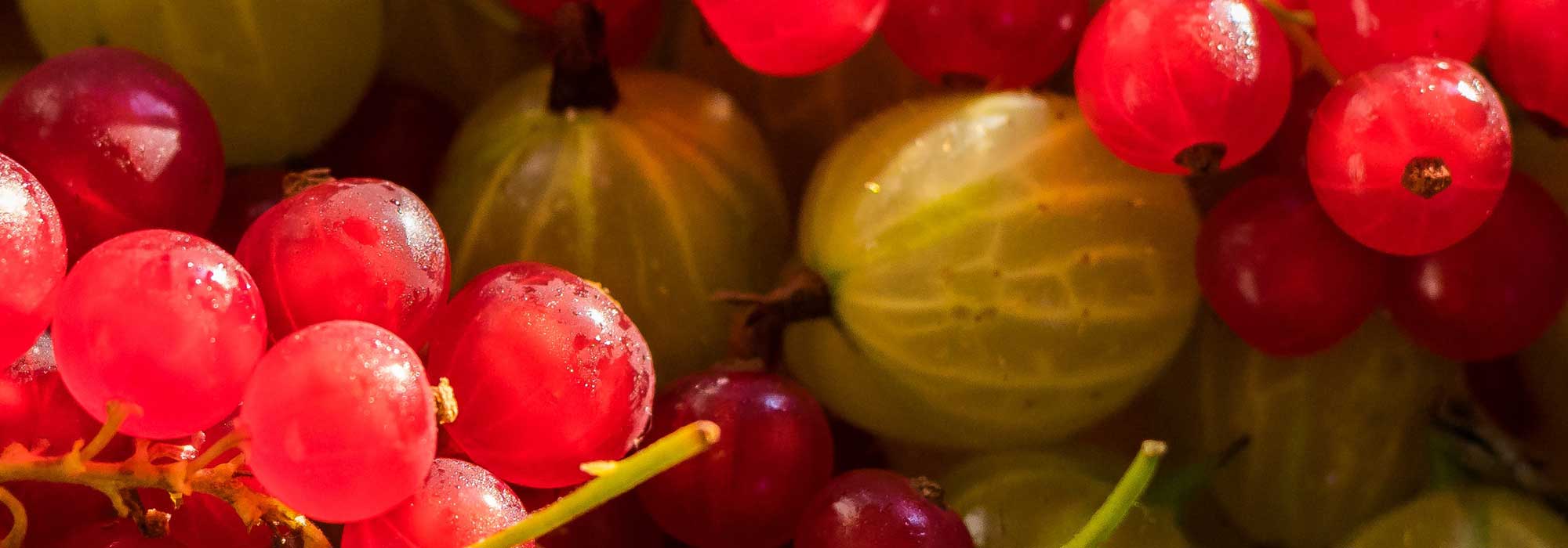 How to choose your currant bush: buying guide