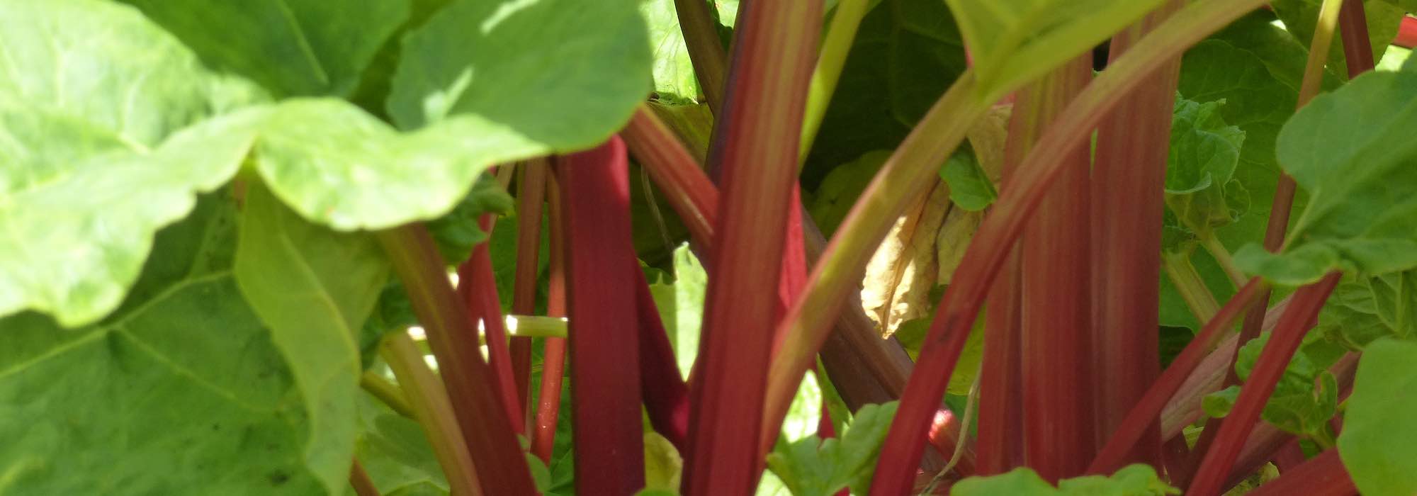 How to make rhubarb liquid manure?