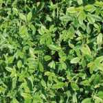 How to grow thyme in a pot?