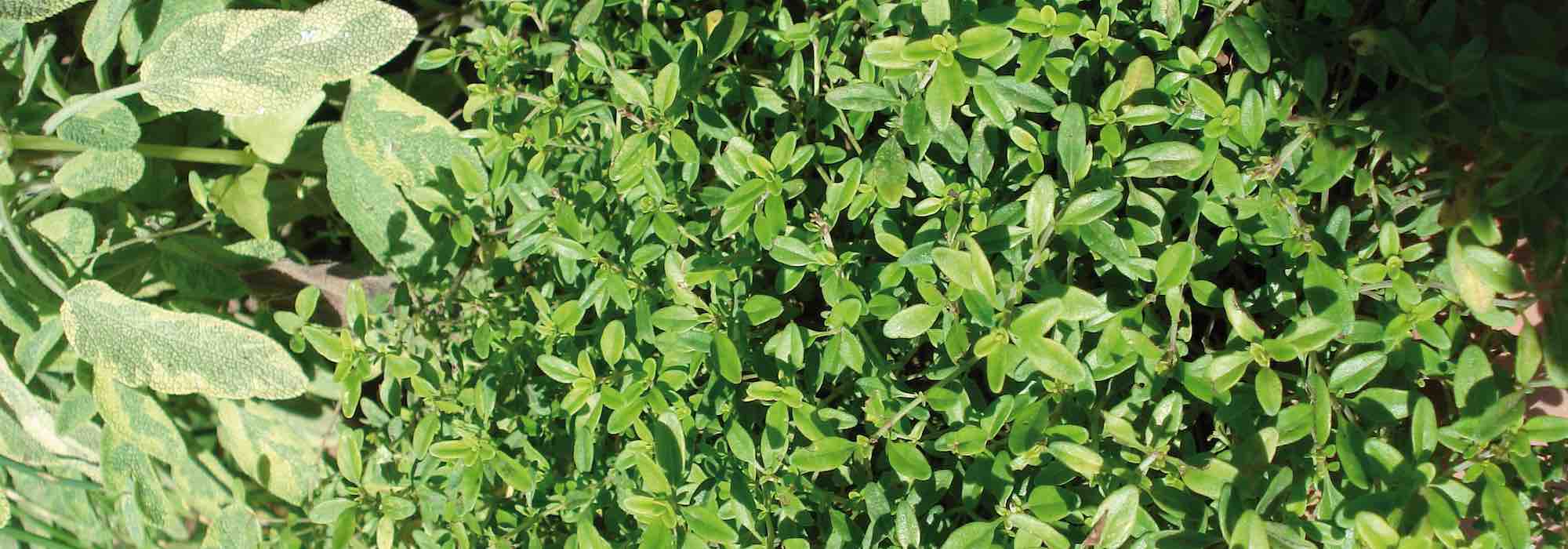 How to grow thyme in a pot?