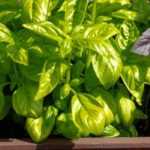 How to grow basil in a pot?