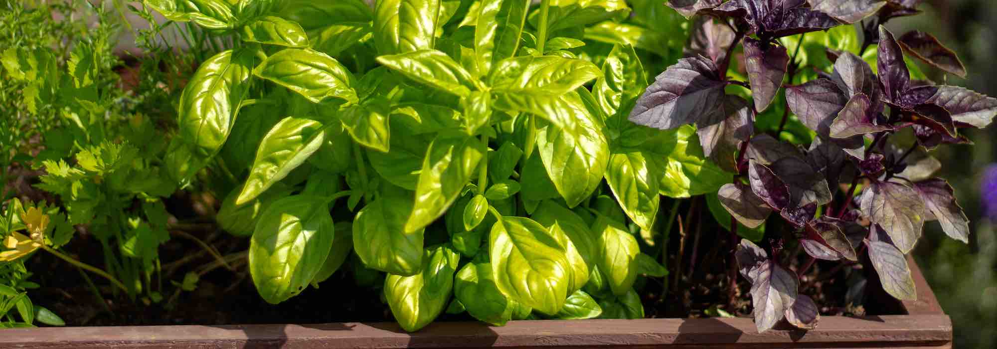 How to grow basil in a pot?