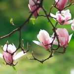 Magnolias: 7 companion planting ideas