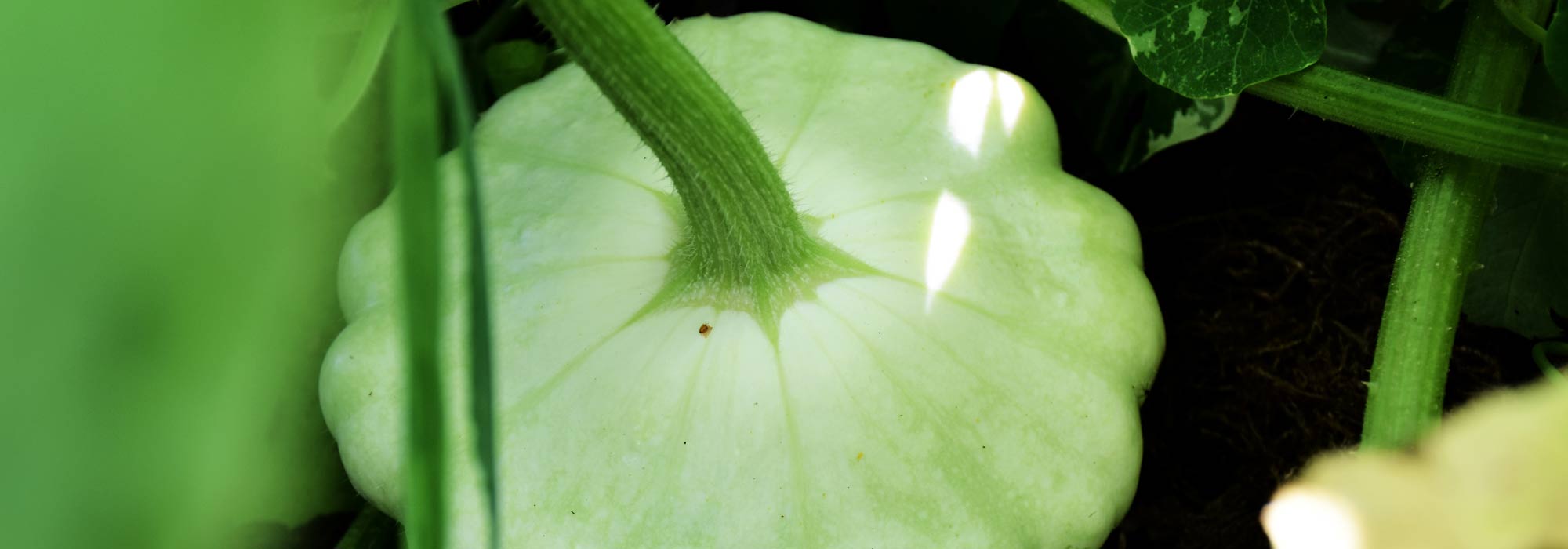 Pattypan squash: sowing, cultivation, harvest