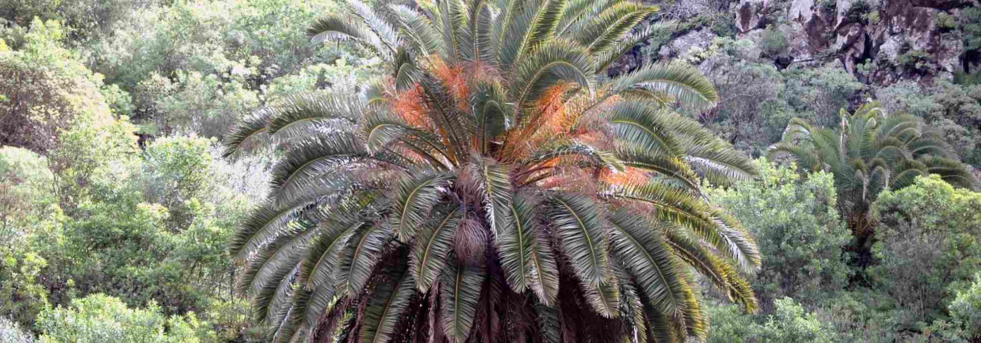 Phoenix: planting, growing and care