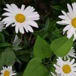 Using pyrethrum in the garden