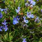 What can be planted on a south-facing terrace?