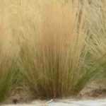 7 ideas for pairing Stipas