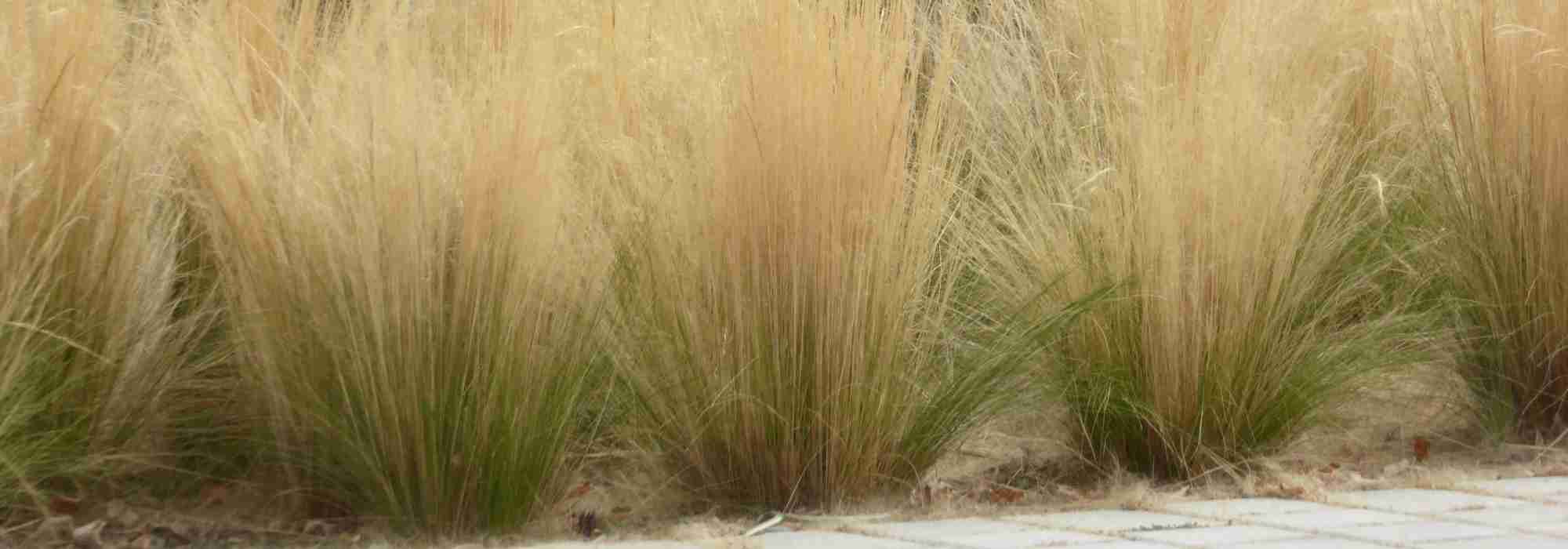 7 ideas for pairing Stipas