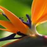 Strelitzia, Bird of paradise: planting and care