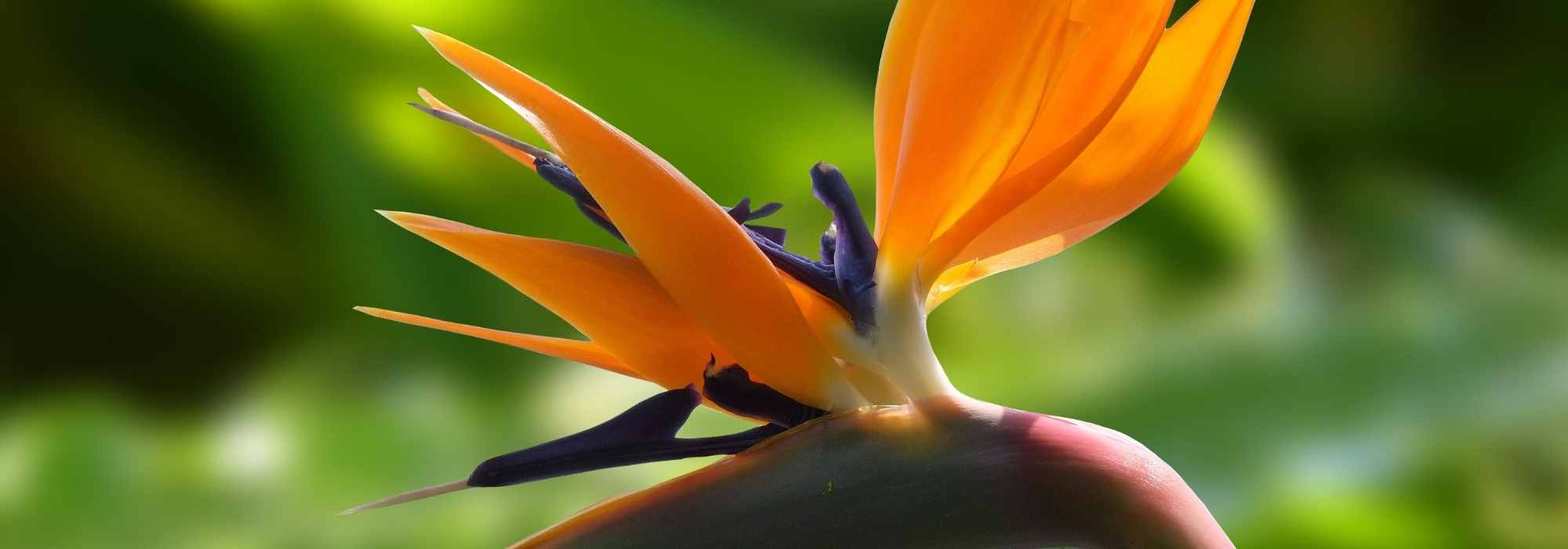 Strelitzia, Bird of paradise: planting and care