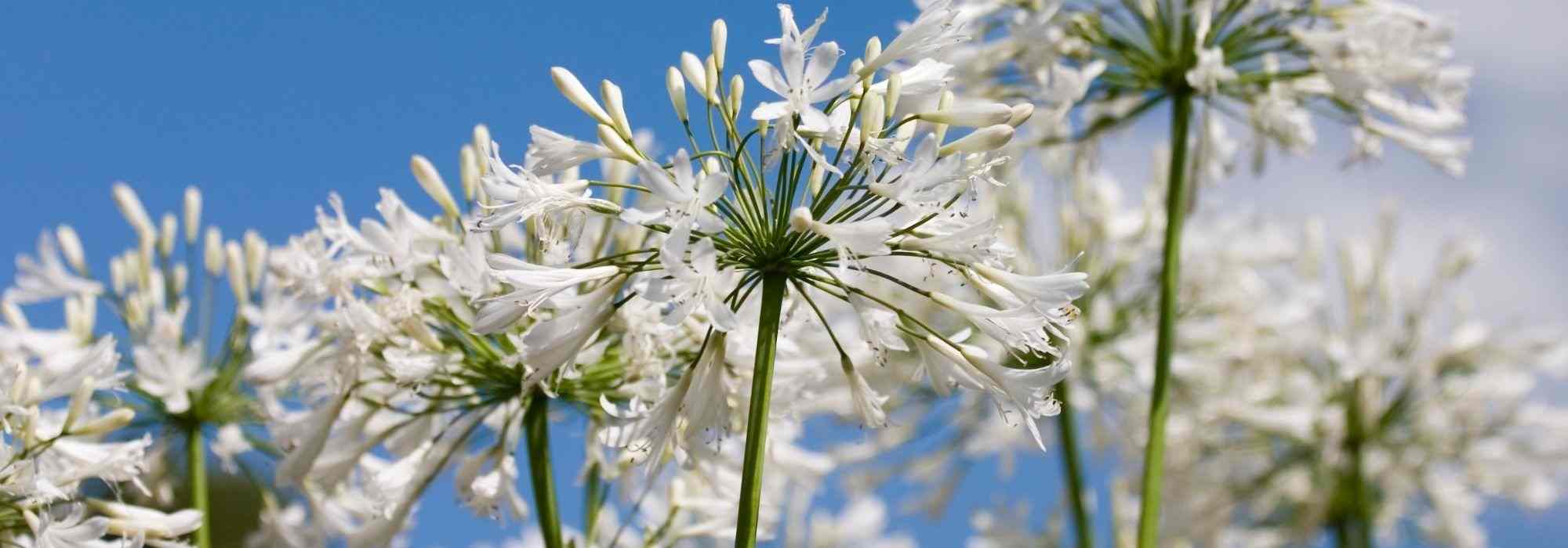 White agapanthus: 7 varieties to discover
