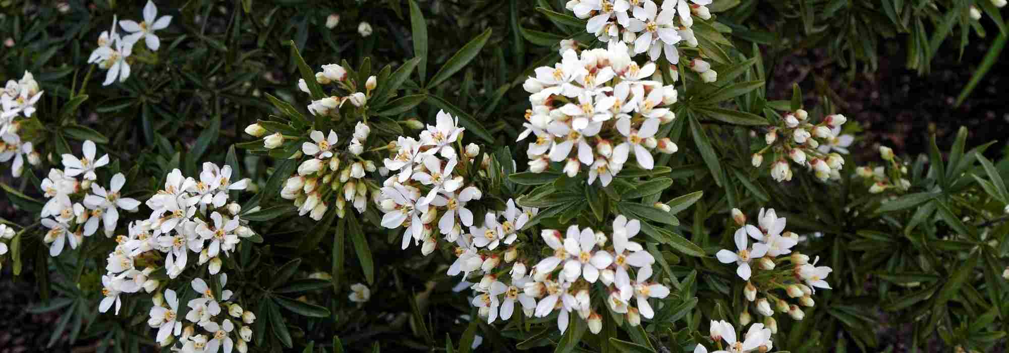 7 ideas to pair Mexican orange blossom