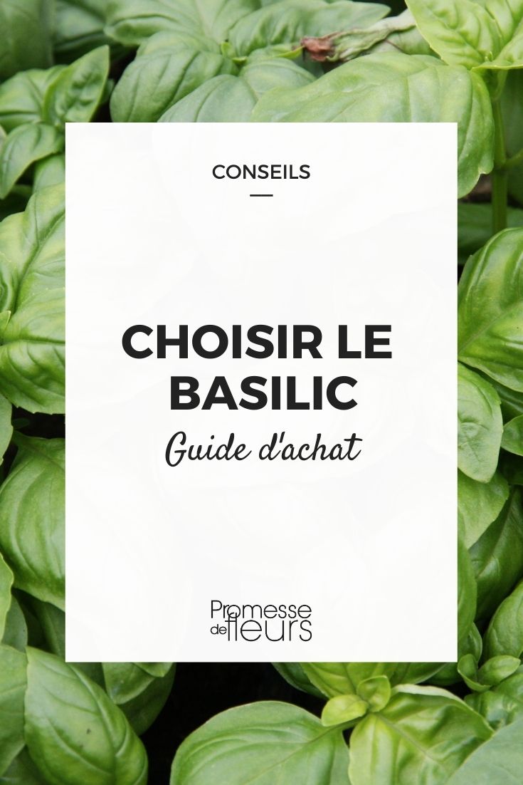 Choosing Basil
