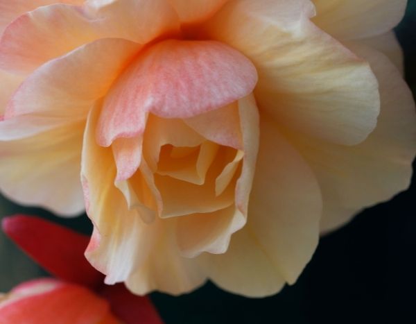 How to take cuttings from tuberous begonias?