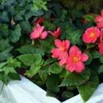 How to force a tuberous begonia?