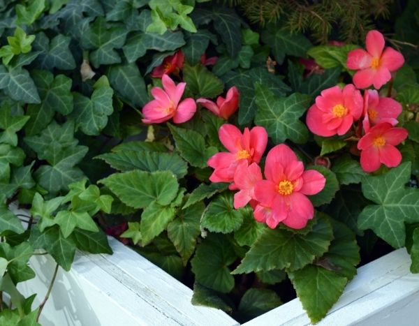How to force a tuberous begonia?