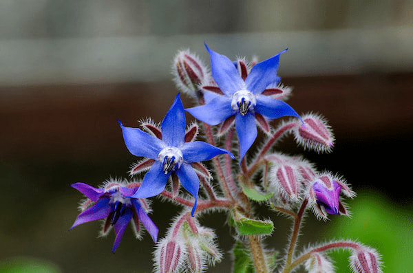 How to dry borage?
