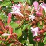 How to choose an Abelia?