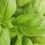 Choosing basil: our buyer's guide