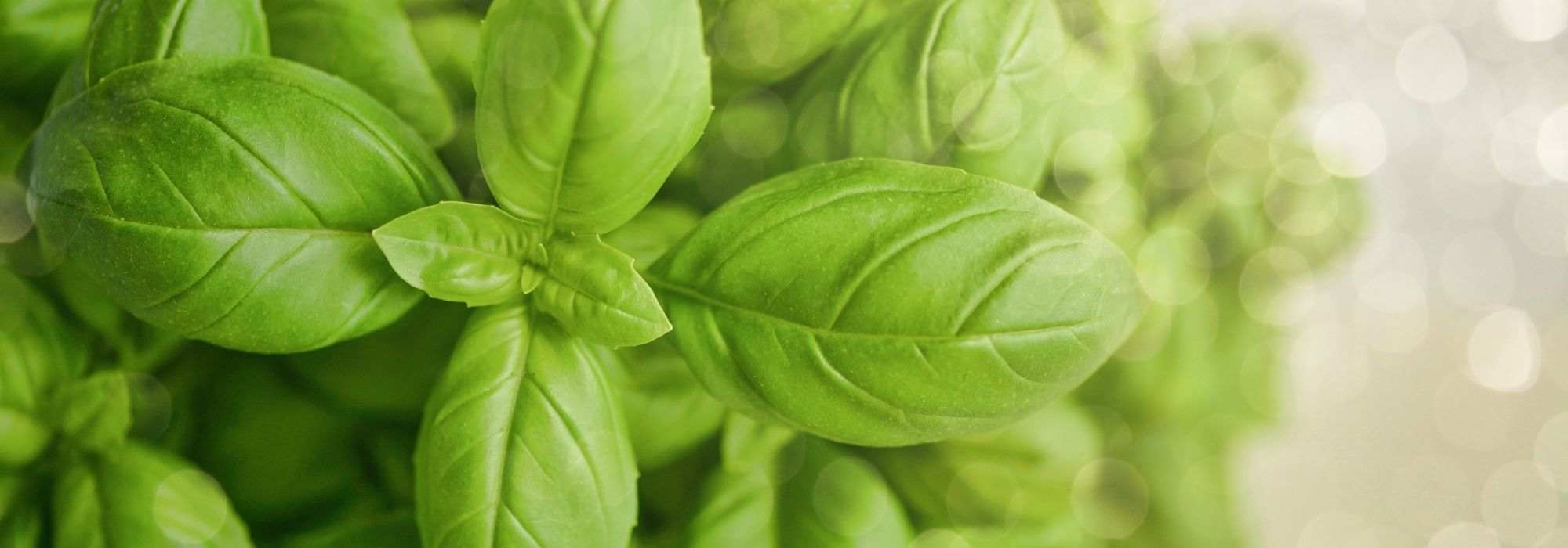 Choosing basil: our buyer's guide
