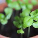 How to sow basil?