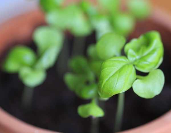 How to sow basil?