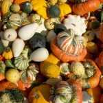 Squashes: buyer's guide