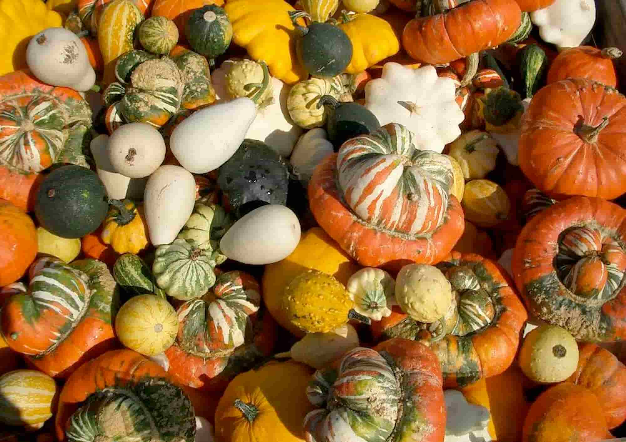 Squashes: buyer's guide