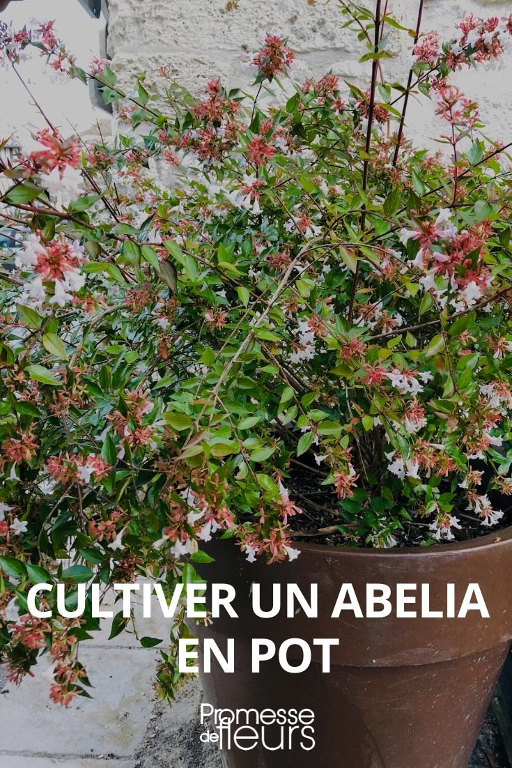 Abelia in a Pot