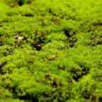 How to get rid of moss in the lawn?