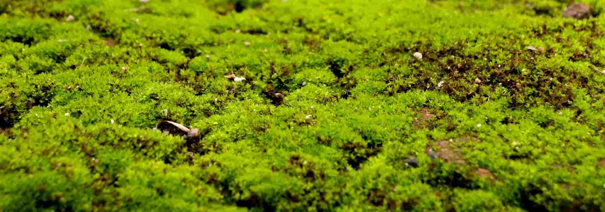 How to get rid of moss in the lawn?