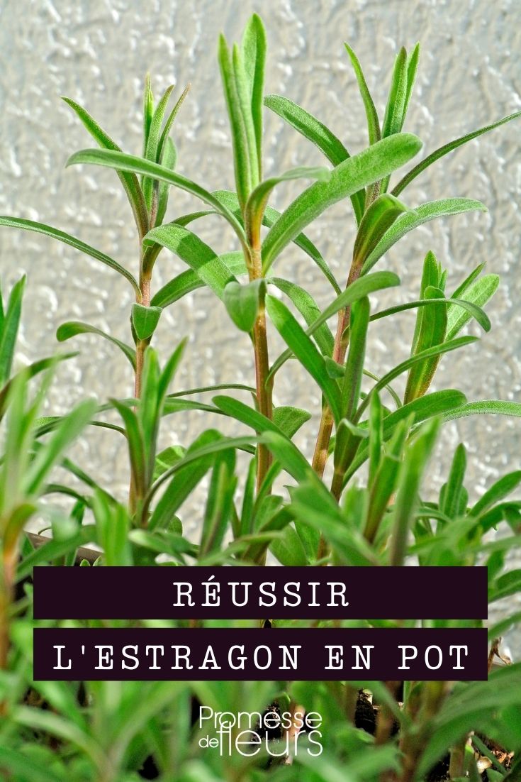 Growing Tarragon in a Pot