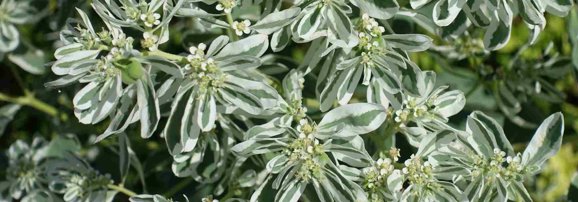 10 perennials with variegated foliage